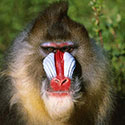 100 Pics Animal Planet Answers Level 42