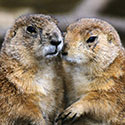 100 Pics Animal Planet Answers Level 43