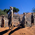 100 Pics Animal Planet Answers Level 44
