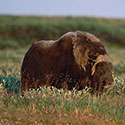 100 Pics Animal Planet Answers Level 45