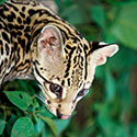 100 Pics Animal Planet Answers Level 46