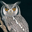 100 Pics Animal Planet Answers Level 47