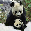 100 Pics Animal Planet Answers Level 48