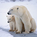 100 Pics Animal Planet Answers Level 50
