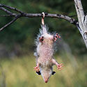 100 Pics Animal Planet Answers Level 51