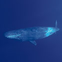 100 Pics Animal Planet Answers Level 52