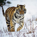 100 Pics Animal Planet Answers Level 55