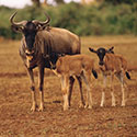 100 Pics Animal Planet Answers Level 58