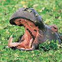 100 Pics Animal Planet Answers Level 59