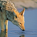 100 Pics Animal Planet Answers Level 61