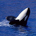 100 Pics Animal Planet Answers Level 62