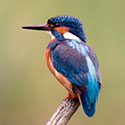 100 Pics Animal Planet Answers Level 63