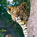 100 Pics Animal Planet Answers Level 64