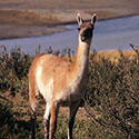 100 Pics Animal Planet Answers Level 65