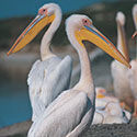100 Pics Animal Planet Answers Level 66