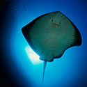 100 Pics Animal Planet Answers Level 67