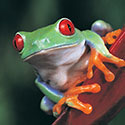 100 Pics Animal Planet Answers Level 68
