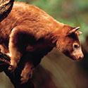 100 Pics Animal Planet Answers Level 69