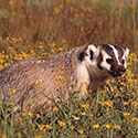 100 Pics Animal Planet Answers Level 70