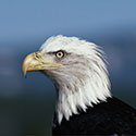 100 Pics Animal Planet Answers Level 71