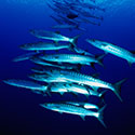 100 Pics Animal Planet Answers Level 72