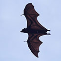 100 Pics Animal Planet Answers Level 73