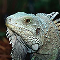 100 Pics Animal Planet Answers Level 75