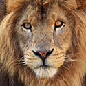 100 Pics Animal Planet Answers Level 76