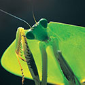 100 Pics Animal Planet Answers Level 77