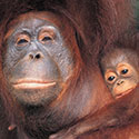 100 Pics Animal Planet Answers Level 79