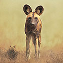 100 Pics Animal Planet Answers Level 81
