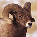 100 Pics Animal Planet Answers Level 82