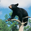 100 Pics Animal Planet Answers Level 83