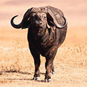100 Pics Animal Planet Answers Level 84