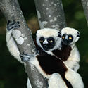 100 Pics Animal Planet Answers Level 85