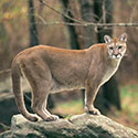 100 Pics Animal Planet Answers Level 86