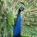 100 Pics Animal Planet Answers Level 87