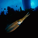 100 Pics Animal Planet Answers Level 88