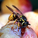 100 Pics Animal Planet Answers Level 89
