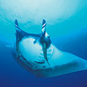100 Pics Animal Planet Answers Level 92