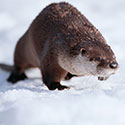 100 Pics Animal Planet Answers Level 95