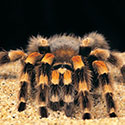 100 Pics Animal Planet Answers Level 96