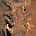 100 Pics Animal Planet Answers Level 97