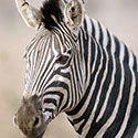 100 Pics Animal Planet Answers Level 99