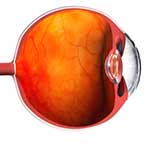 100 Pics Body Parts Answers Level 51