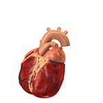 100 Pics Body Parts Answers Level 79