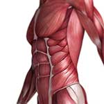 100 Pics Body Parts Answers Level 83