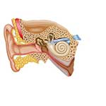 100 Pics Body Parts Answers Level 98