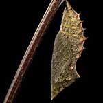 100 pics C Is For answers Cocoon