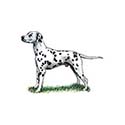 100 Pics Dog Breeds Answers Level 4